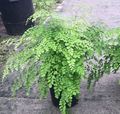 8" Fern Maidenhair Fragrens HB 